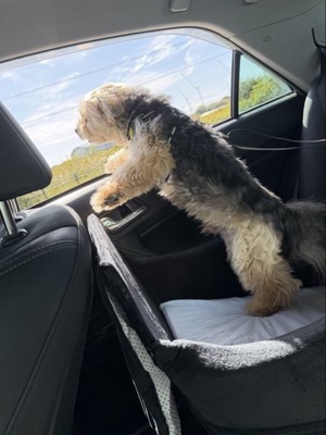 車の窓から外を眺める犬
