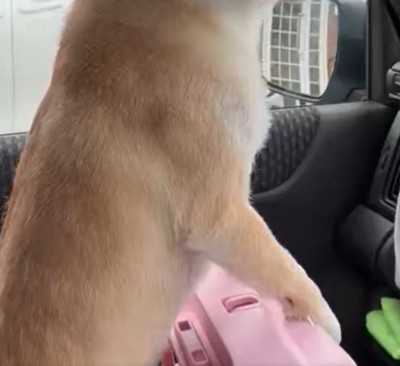 身を乗り出すはなこちゃん