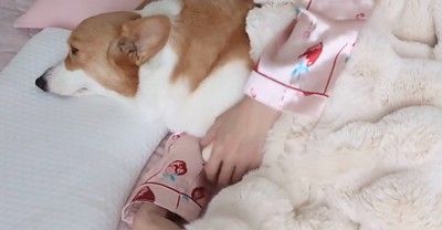 飼い主と添い寝する中型犬