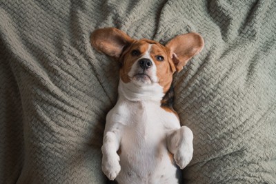 仰向けで寝転んでいる犬