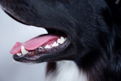 犬の口元のアップ