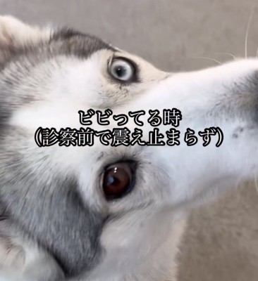 目を大きく見開く犬