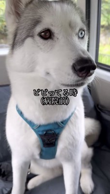 車内で目を見開く犬