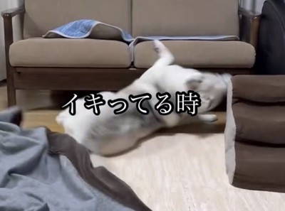 床に寝転がる犬