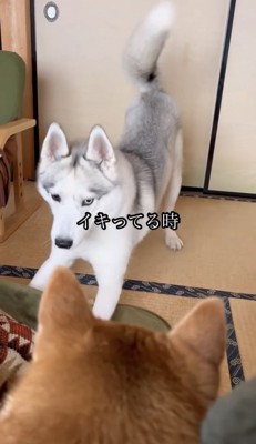前足を伸ばす犬