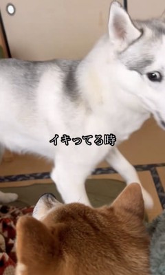 同居犬に近づく犬