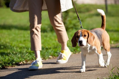 歩道を歩く犬と飼い主