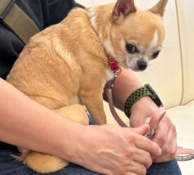 飼い主さんにガンを飛ばすベルちゃん