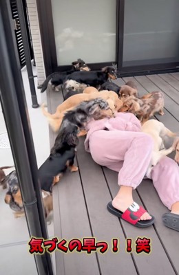 犬にもみくちゃにされる女の子