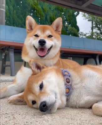 普段の2匹は穏やかな表情