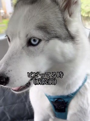 不安そうに視線を落とす犬