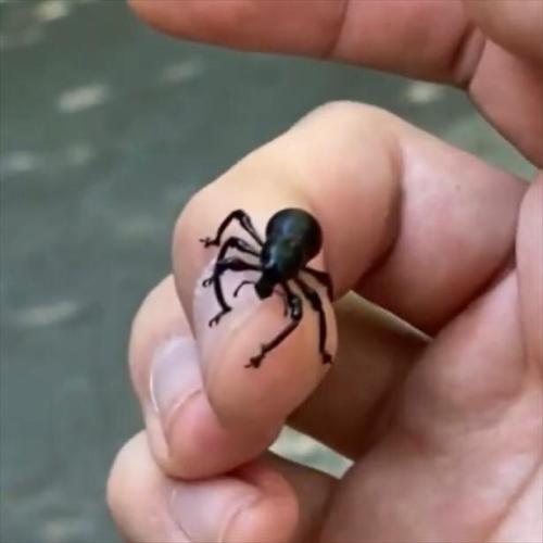 踏んでも潰れない イケメン東大生昆虫ハンター牧田習が教える世界一