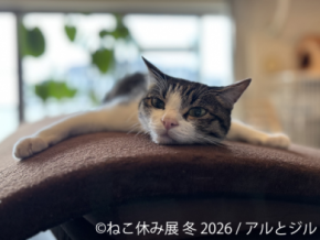 “猫の日”限定企画も実施♪累計200万人動員の人気イベント『ねこ休み展』2026/1/23～開催　初公開の新作や限定グッズが満載