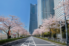 みなとみらい21さくらフェスタ2026 3月21日(土)~3月29日(日)開催