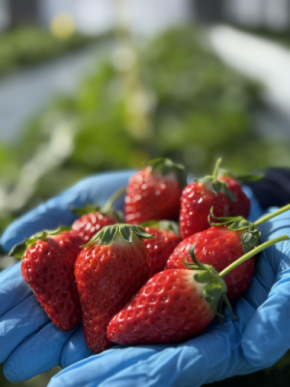 【2月7日オープン】完熟イチゴの摘み取り体験ができる「BerryBeanFARM」オープンのお知らせ