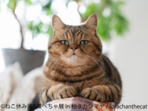 人気猫が集結する『ねこ休み展』×ぶひ可愛い『鼻ぺちゃ展』　3月26日～柏タカシマヤで初の同時開催！人気クリエイターの新作グッズも登場♪