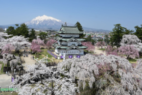 弘前市、ふるさと納税で「弘前公園さくらオーナー」を募集