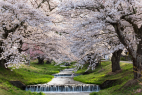 福島県猪苗代町「猪苗代桜周遊バス」4月18日運行開始！観音寺川の桜並木・亀ヶ城公園・土津神社など桜の名所を巡る