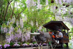 らんの花祭りうりずん2026~らんの舞~開催