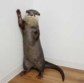 世界カワウソの日 World Otter Day2026 に「カワウソさんを知る」ワークショップの開始をお知らせします。