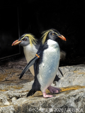 暑い夏に涼を届ける“ペンギン&金魚”の癒やし作品が集結 「ペンぎょ展 2026」7/10(金)より東京で開催!限定グッズも登場