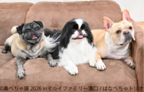 フレブルやパグなど“鼻ぺちゃ犬”の作品・グッズが大集合！ 「鼻ぺちゃ展2026」マルイファミリー溝口で9月2日から初開催　 限定グッズや『あうんのてんぽ』作者の来場イベントも