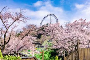 さがみ湖MORI MORI、2,500本の桜が咲き誇る「さがみ湖桜まつり」3月20日より開催！絶景お花見アトラクション＆夜桜イルミも